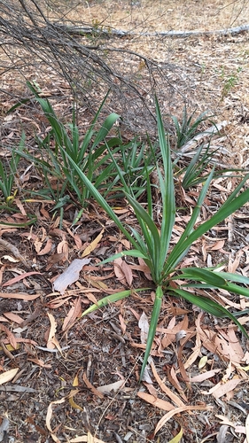 Pale Flax-Lily (Dianella longifolia)