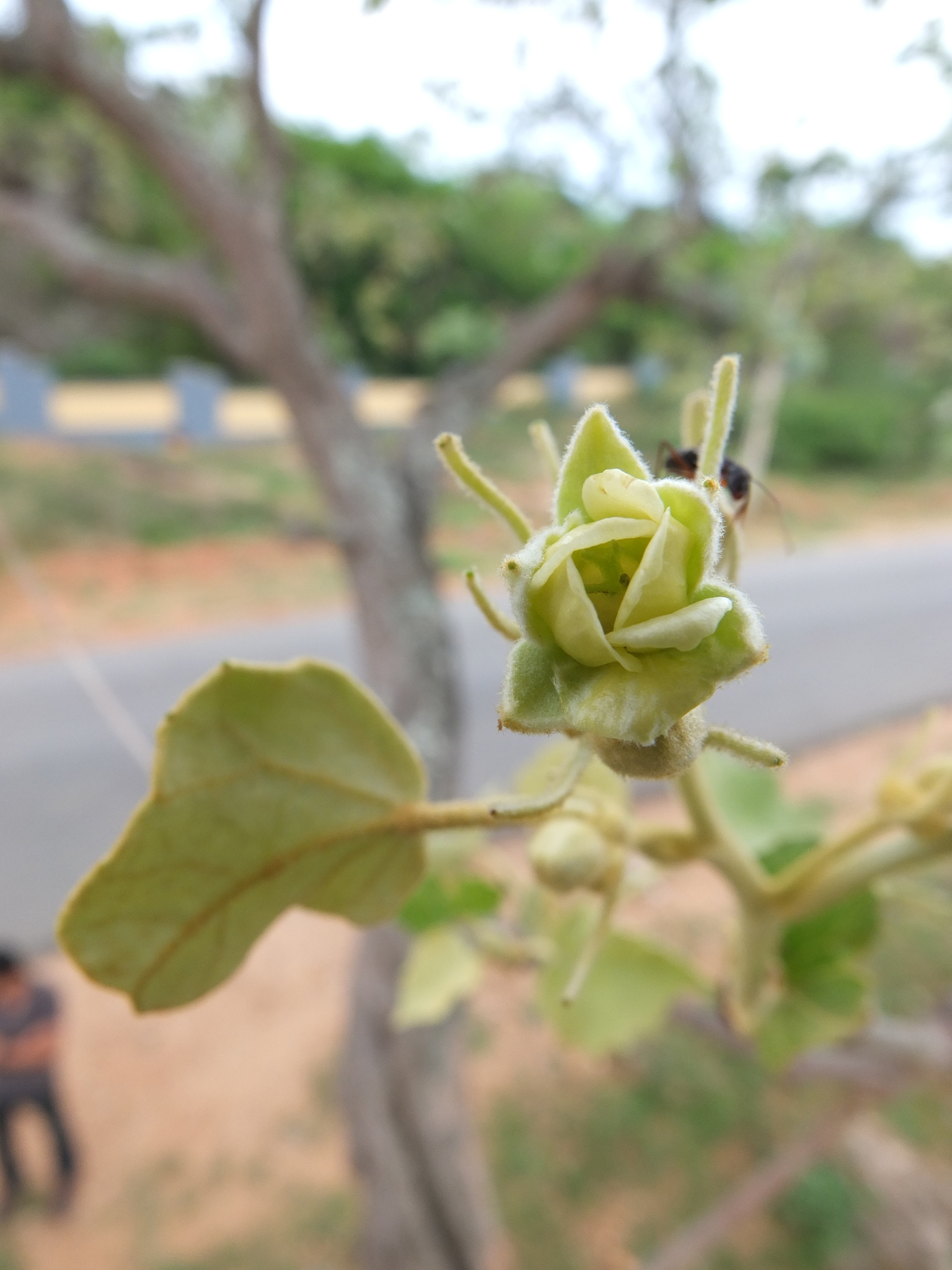 Givotia moluccana