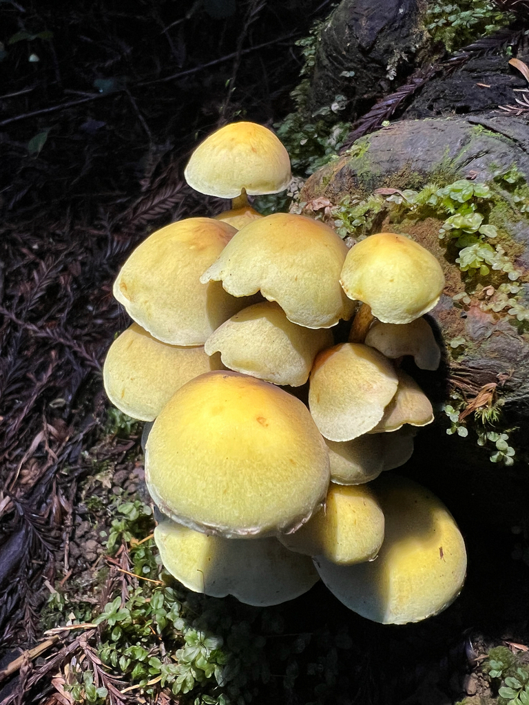 Hypholoma fasciculare · January 2026 · photo: © rynaturalist (iNaturalist, cc-by)