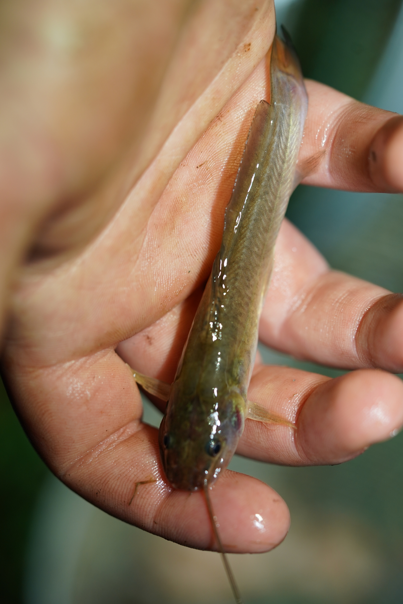 Dusky Three-Bearded Catfish photo 3