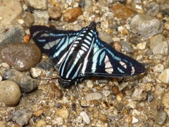 Nosphistia zonara
