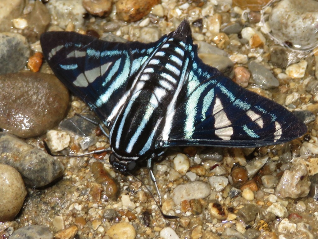 Zonara Skipper