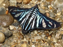Nosphistia zonara