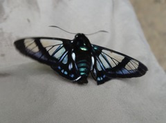 Oxynetra