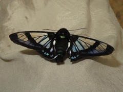 Oxynetra