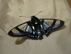 Oxynetra
