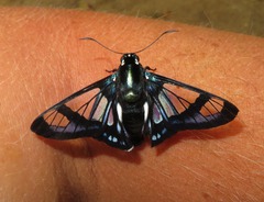 Oxynetra