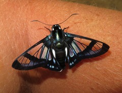 Oxynetra