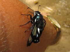 Oxynetra