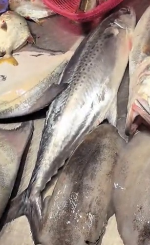 Korean seerfish (Scomberomorus koreanus) — Scombridae — 4