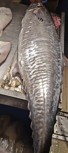 Narrow-barred Spanish Mackerel