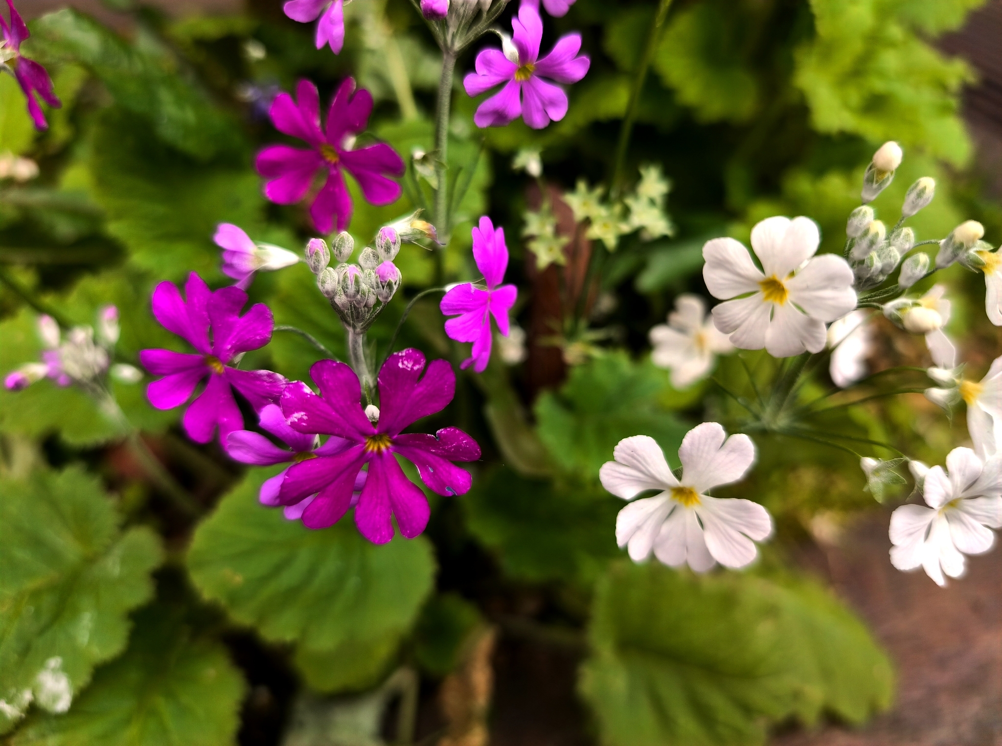 Primavera de los jardines