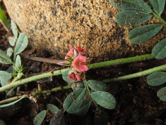 Indigofera linnaei