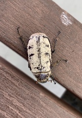 Dermolepida albohirtum