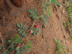 Indigofera linnaei