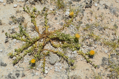 Pegolettia pinnatilobata