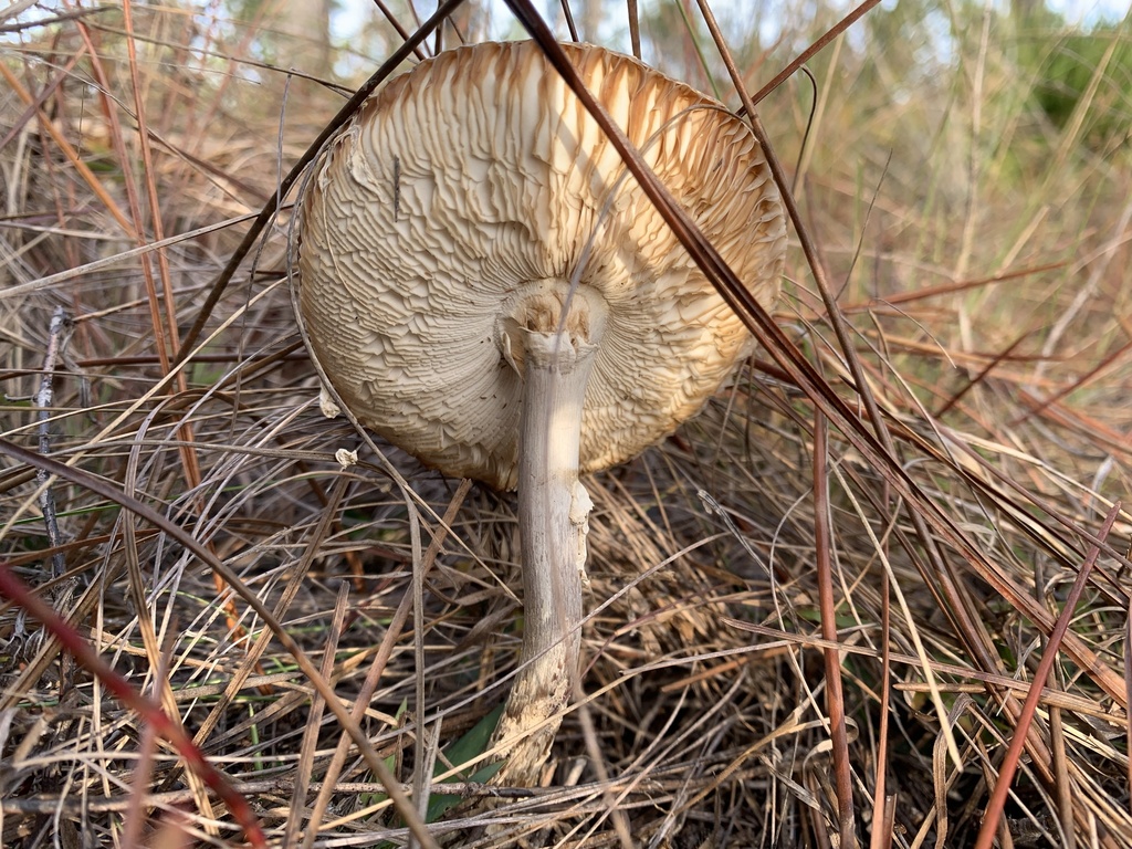 Amanita persicina · January 2026 · photo: © sbrobeson (iNaturalist, cc-by)