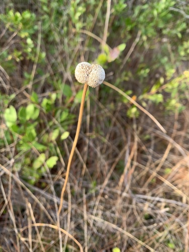 Tenangle Pipewort (Eriocaulon decangulare)