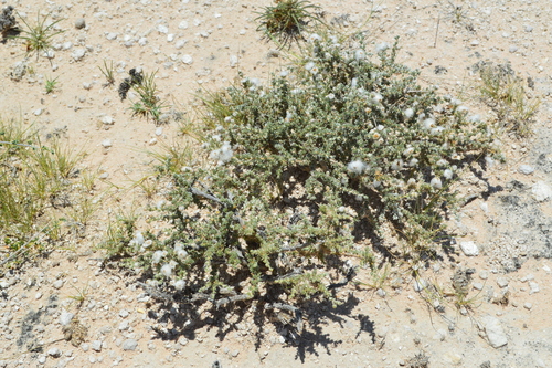 Desert Kapok