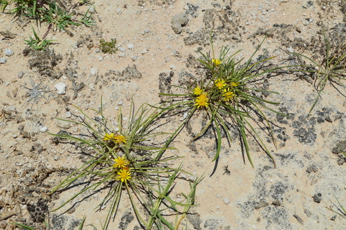 Common Vomitdaisy