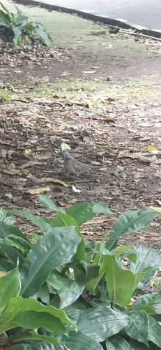 Spilopelia chinensis