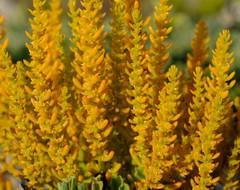 Thesium fruticulosum