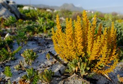 Thesium fruticulosum