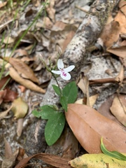 Pseuderanthemum variabile