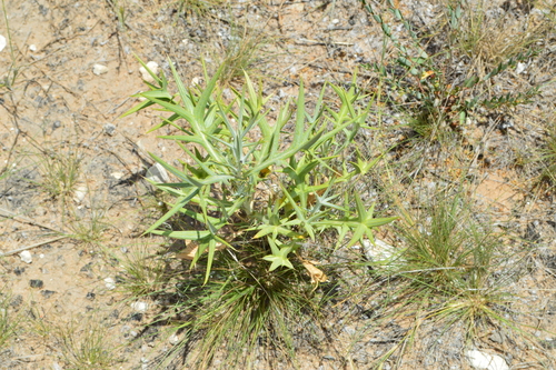 Berkheya ferox