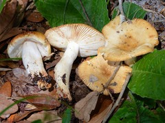 Russula pectinatoides