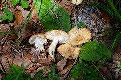 Russula pectinatoides