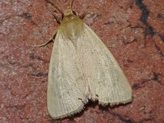 Heliocheilus moribunda