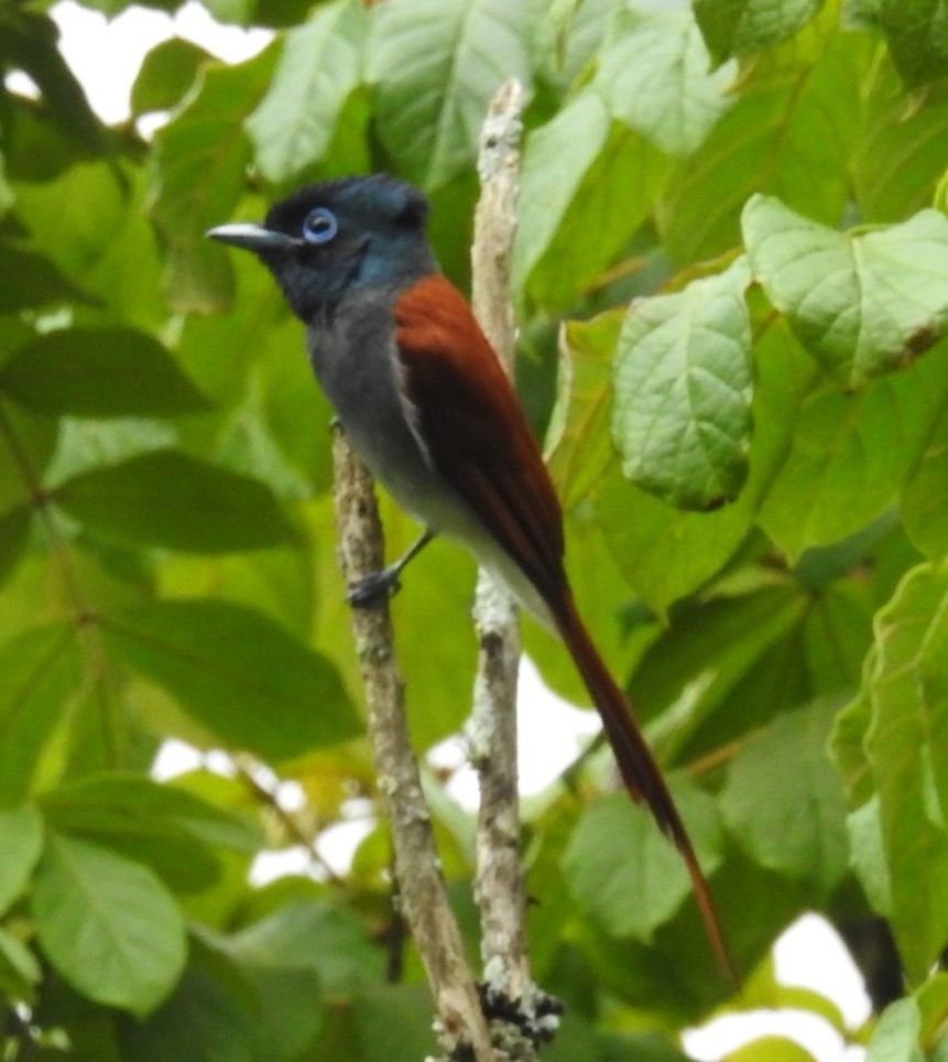 African Paradise Flycatcher (Terpsiphone viridis), photo 1