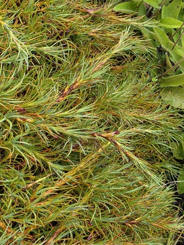 Dracophyllum kirkii, photograph 5
