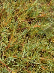 Dracophyllum kirkii, photograph author not stated, no rights reserved