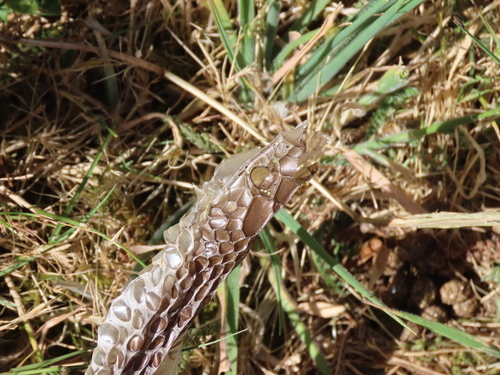 Lowlands Copperhead