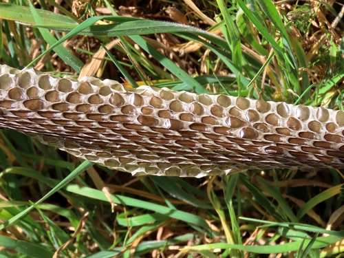 Lowlands Copperhead