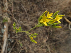 Kalanchoe integra