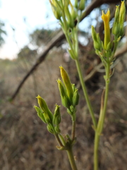 Kalanchoe integra