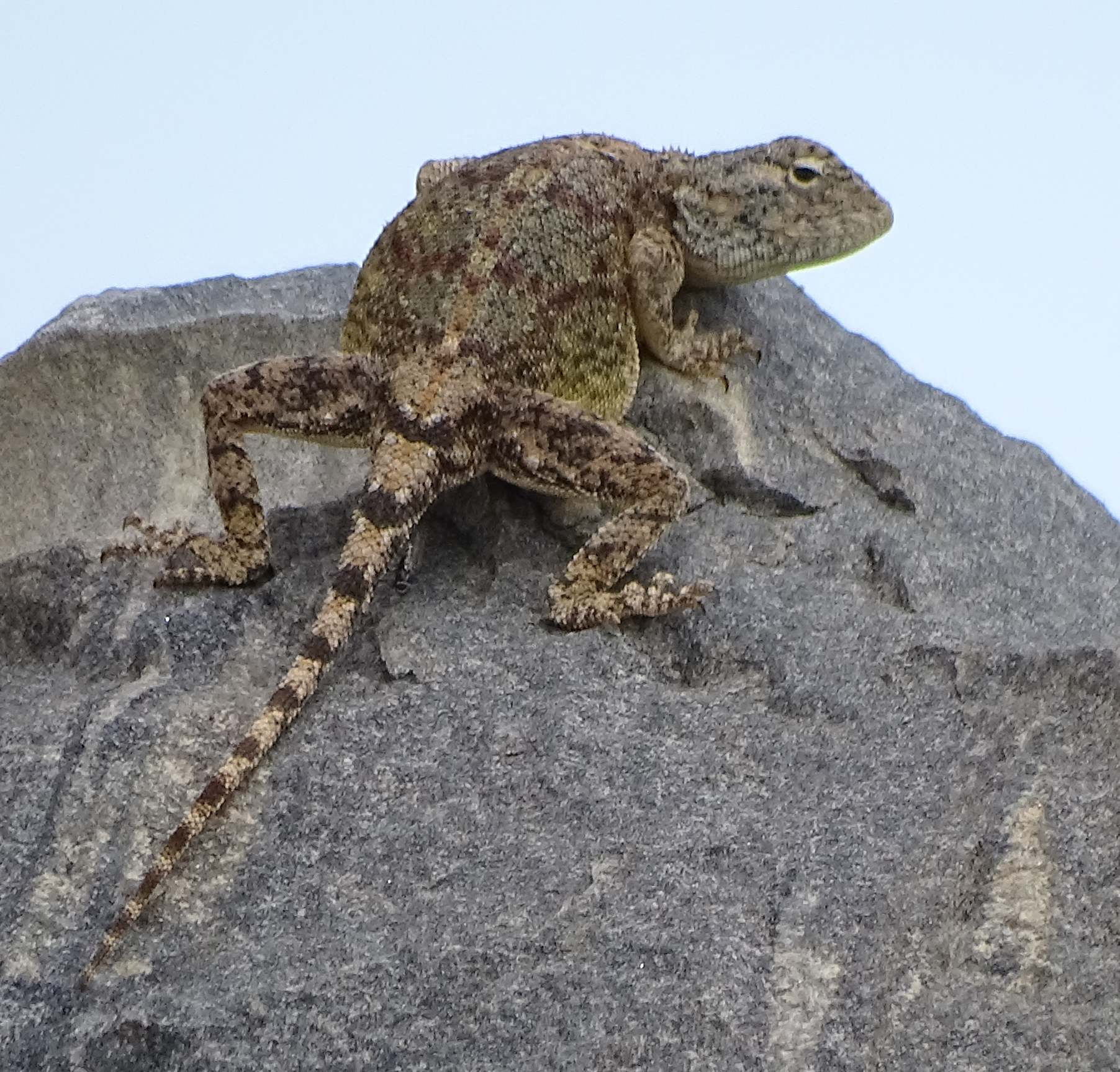 Agama anchietae Bocage, 1896
