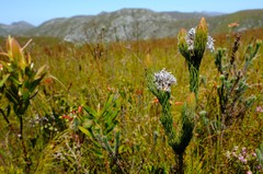 Sorocephalus claviger