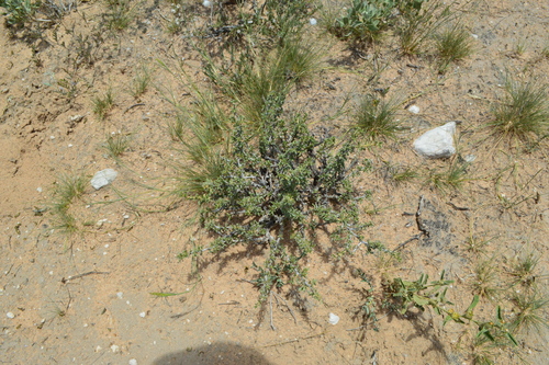 Aizoon schellenbergii