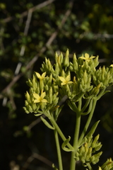 Kalanchoe laciniata