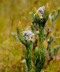 Sorocephalus claviger