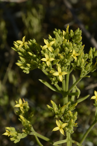 Kalanchoe laciniata, photograph 3