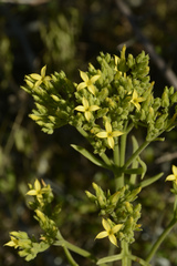 Kalanchoe laciniata