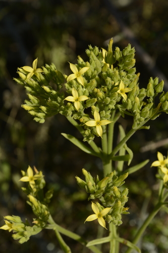 Kalanchoe laciniata, photograph 4