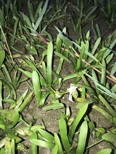 Sagittaria pygmaea, photograph 4
