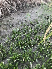 Sagittaria pygmaea, photograph author not stated, no rights reserved