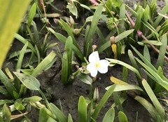 Sagittaria pygmaea, photograph author not stated, no rights reserved